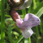 Vicia sepium sepium