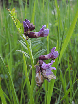 Vicia sepium sepium