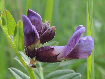 Vicia sepium sepium