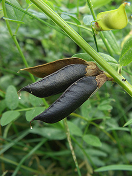 Vicia sepium spium