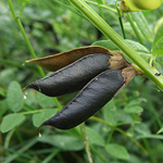 Vicia sepium sepium