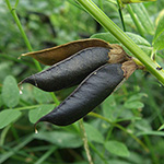 Vicia sepium - Zaun-Wicke