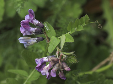 Vicia sepium eriocalyx