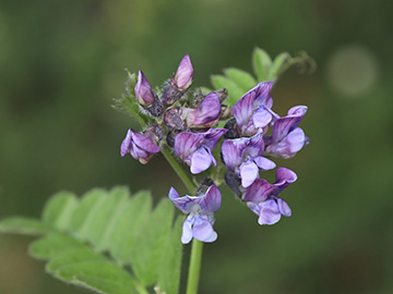 Vicia sepium eriocalyx