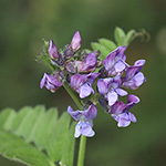 Vicia sepium var. eriocalyx - Wollkelchige Zaun-Wicke