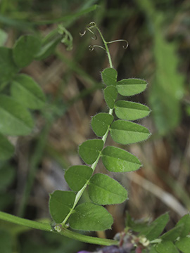 Vicia sepium eriocalyx