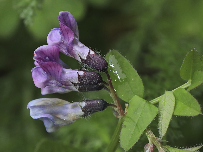 Vicia sepium eriocalyx