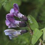 Vicia sepium eriocalyx
