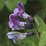 Vicia sepium var. eriocalyx - Wollkelchige Zaun-Wicke