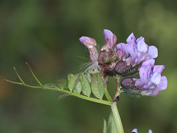 Vicia sepium eriocalyx