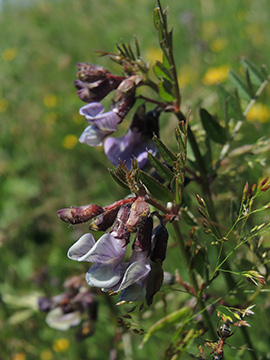 Vicia sepium eriocalyx