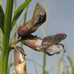 Vicia sepium var. sepium - Gewöhnliche Zaun-Wicke