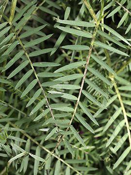 Vicia tenuifolia