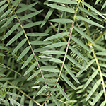Vicia tenuifolia - Feinblättrige Vogel-Wicke