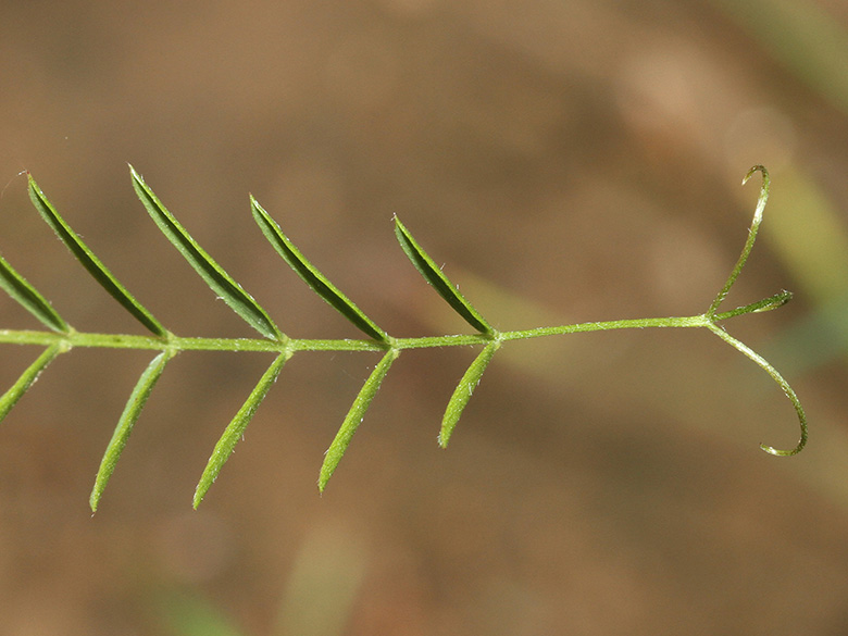 Vicia tenuifolia