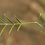 Vicia tenuifolia - Feinblättrige Vogel-Wicke