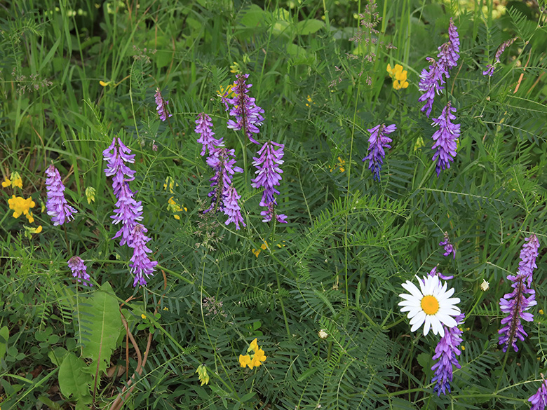 Vicia tenuifolia