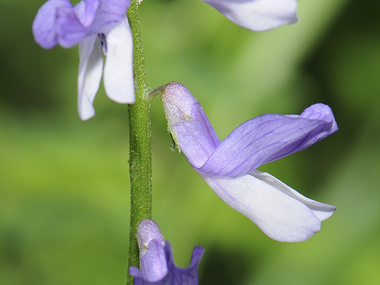 Vicia tenuifolia