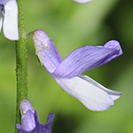 Vicia tenuifolia - Feinblättrige Vogel-Wicke