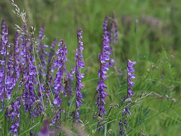 Vicia tenuifolia
