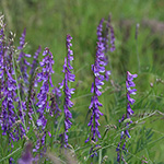 Vicia tenuifolia - Feinblättrige Vogel-Wicke