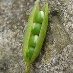 Vicia tetrasperma - Viersamige Wicke