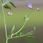 Vicia tetrasperma - Viersamige Wicke
