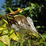 Vincetoxicum hirundinaria - Schwalbenwurz