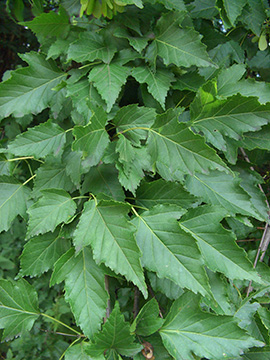 Acer ginnala