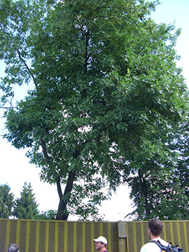 Acer negundo