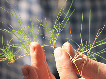 Agrostis canina