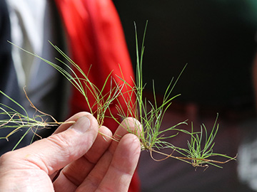 Agrostis canina