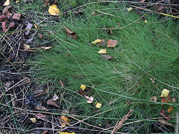 Agrostis canina