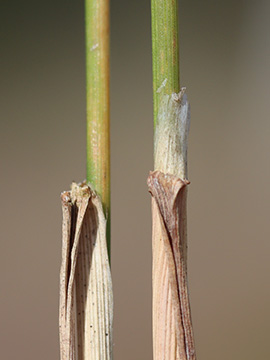 Agrostis capillaris vinealis
