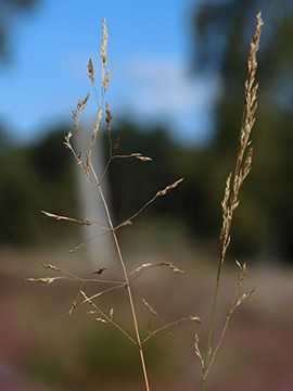 Agrostis capillaris vinealis