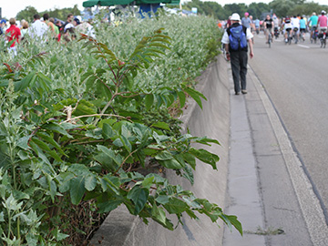 Ailanthus altissima