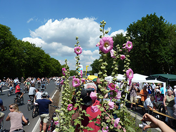 Alcea rosea
