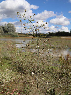Alisma plantago-aquatica
