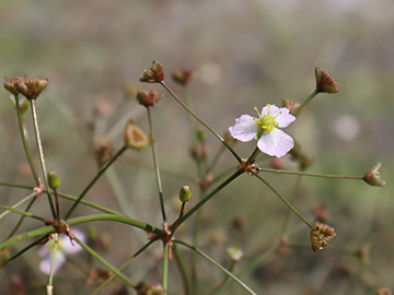 Alisma plantago-aquatica