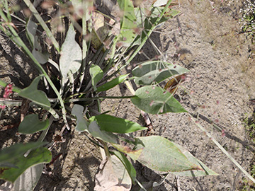 Alisma plantago-aquatica