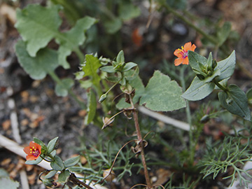 Anagallis arvensis