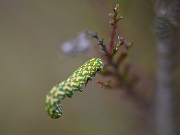 Anarta myrtilli