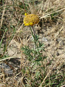 Anthemis tinctoria