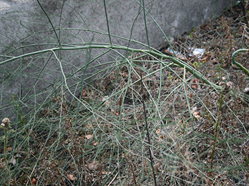 Asparagus officinalis