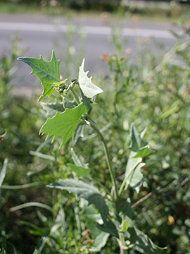 Atriplex micrantha