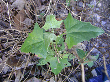 Atriplex micrantha