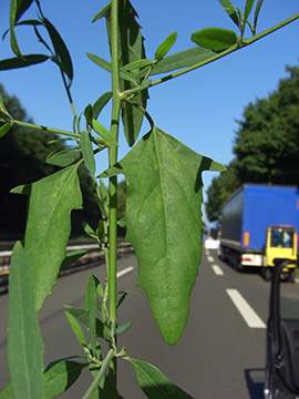 Atriplex patula