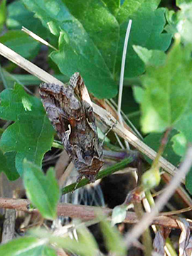 Autographa gamma