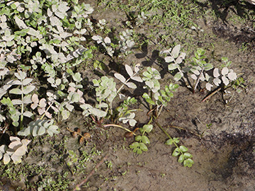 Berula erecta