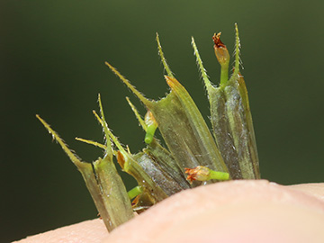 Bidens frondosa frondosa